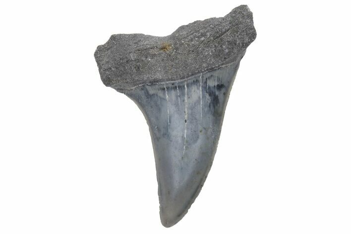 Fossil Mako Tooth - Lee Creek (Aurora), NC #220207